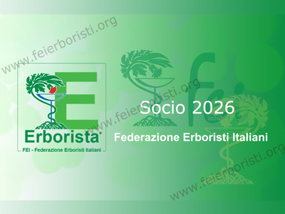 Socio Fei 2026